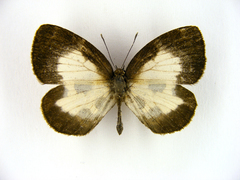 Falcuna kasai