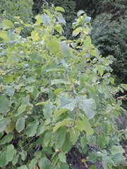 Corylus colchica