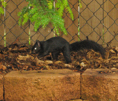 Sciurus carolinensis