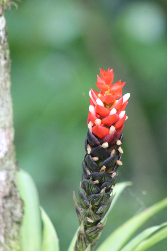 Image of Guzmania monostachia by no rights reserved