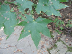 Acer cappadocicum