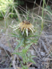 Carlina biebersteinii
