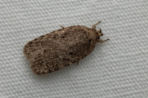 Agonopterix eupatoriiella photo 2