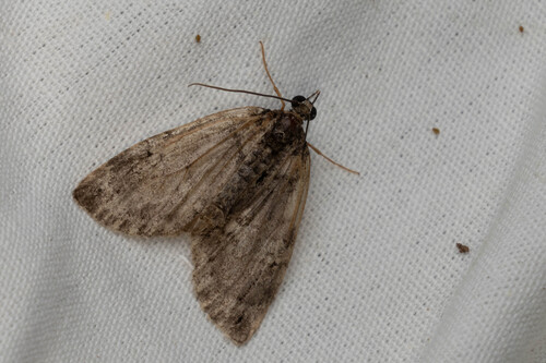 Renounced Hydriomena Moth photo 3