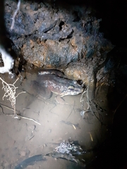 Limnonectes macrodon