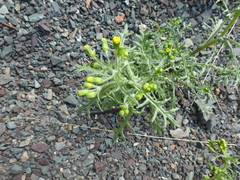 Senecio vulgaris