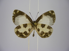 Falcuna kasai