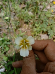 Calochortus ownbeyi