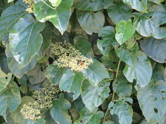 Sceliphron fistularium