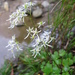 Saxifraga fortunei alpina - Photo (c) Qwert1234,  זכויות יוצרים חלקיות (CC BY-SA)