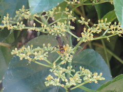 Sceliphron fistularium