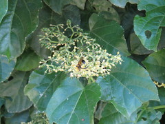 Sceliphron fistularium