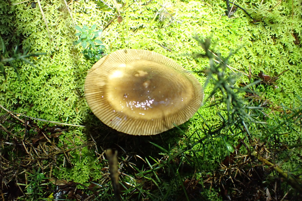 Amanita pekeoides · May 2025 · photo: © berardom (iNaturalist, cc-by)