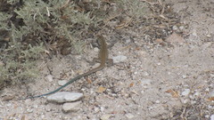 Aspidoscelis tigris tigris