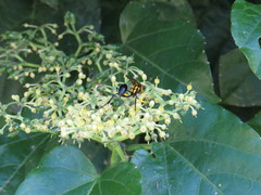 Sceliphron fistularium