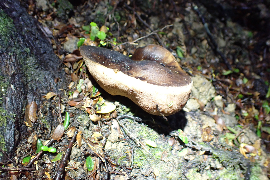 Tylopilus formosus · May 2025 · photo: © berardom (iNaturalist, cc-by)