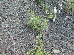 Senecio vulgaris
