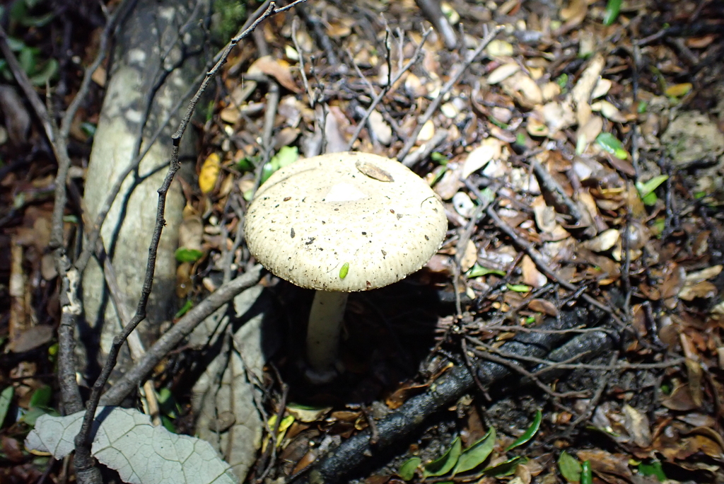 Amanita taiepa · May 2025 · photo: © berardom (iNaturalist, cc-by)