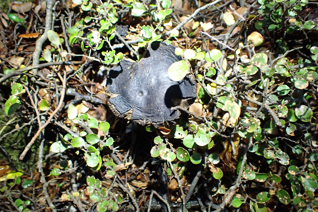 Tylopilus formosus · May 2025 · photo: © berardom (iNaturalist, cc-by)