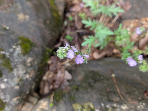 Brand's phacelia (Phacelia gilioides)