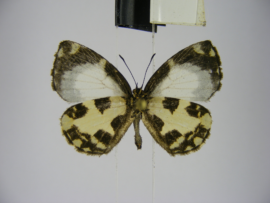 Falcuna kasai