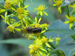 Cheilosia canicularis