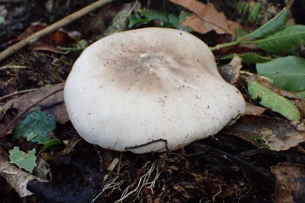 Clitocybe nebularis · May 2025 · photo: © berardom (iNaturalist, cc-by)