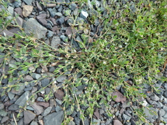 Angiospermae