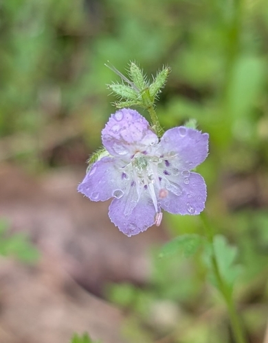 Brand's phacelia (Phacelia gilioides)