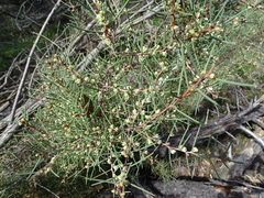 Hakea rugosa