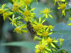 Cheilosia canicularis