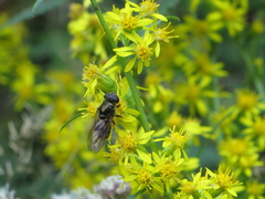 Cheilosia canicularis