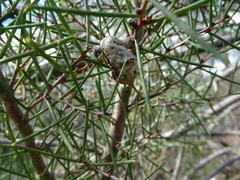 Hakea rugosa