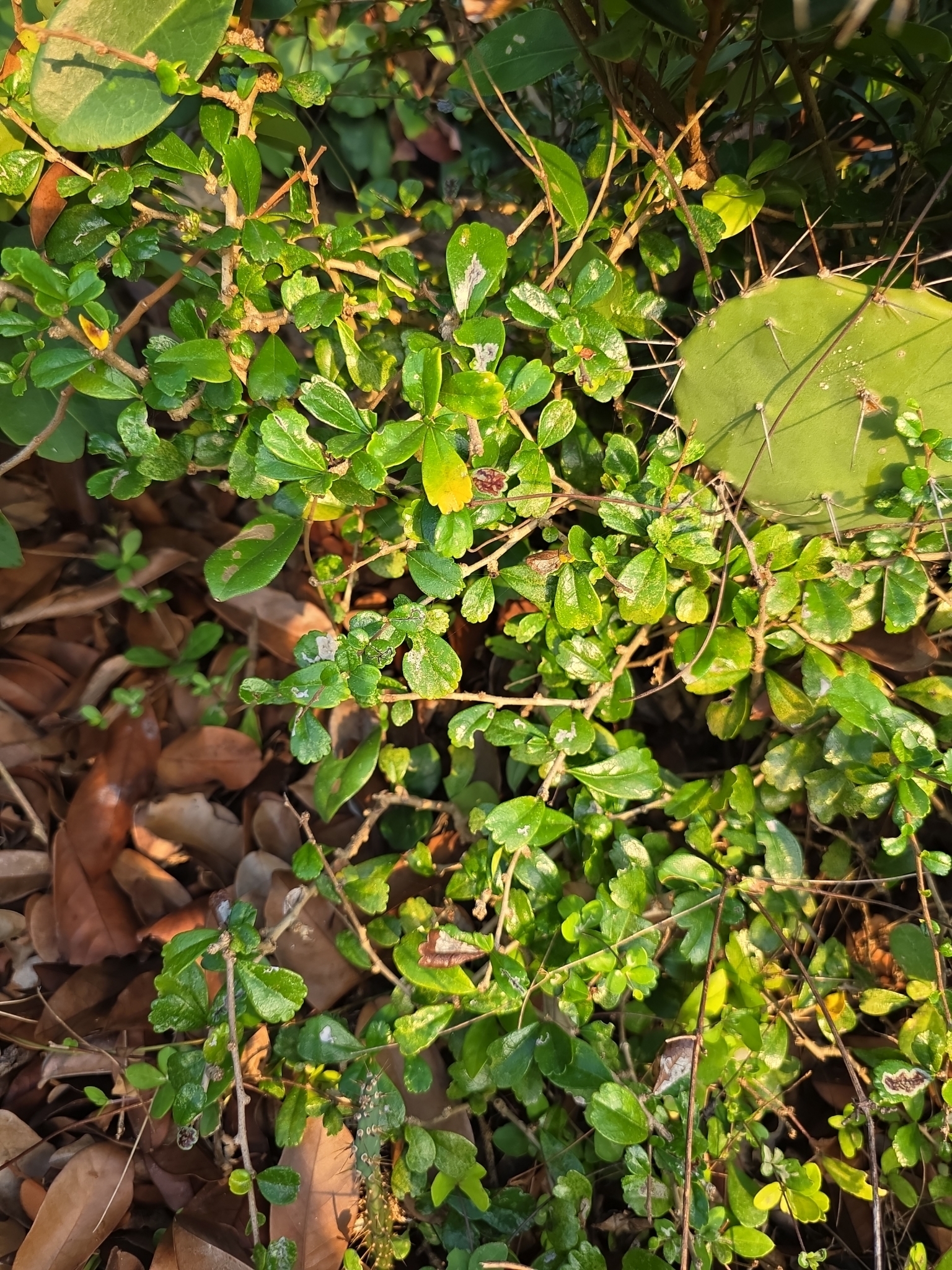 Cùm rụm lá nhỏ — ảnh 3
