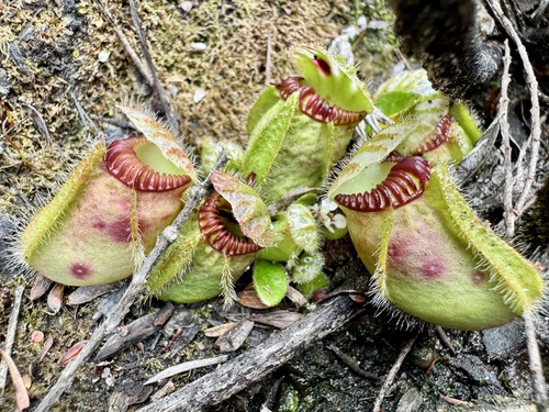 Cephalotus follicularis