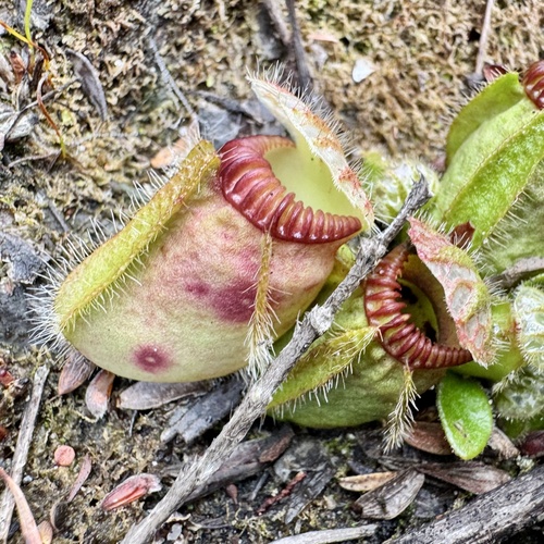Cephalotus follicularis
