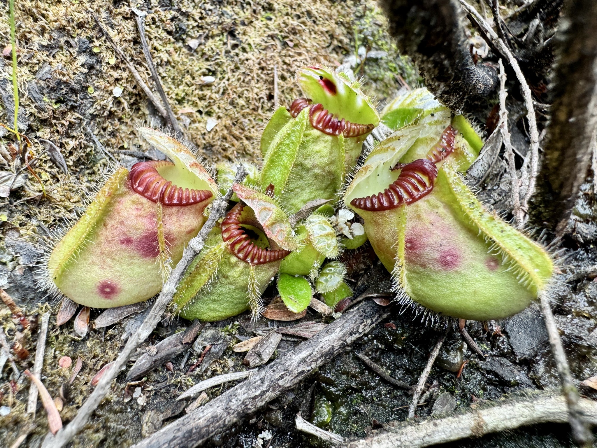 Imagem de Planta-carnívora-australiana
