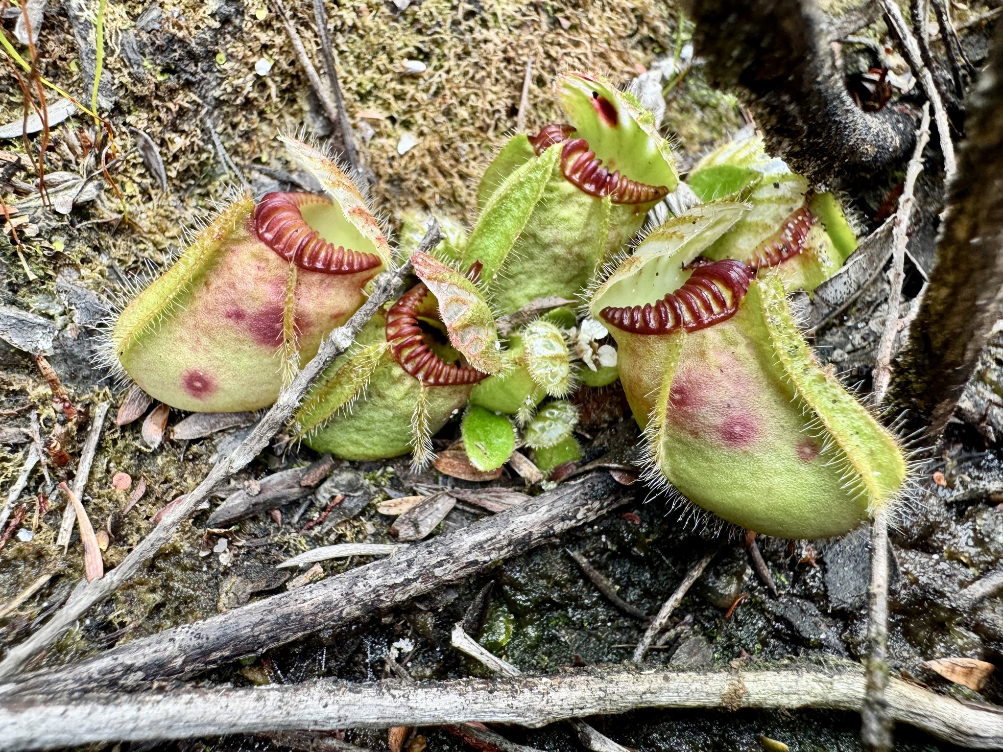 Imagem de Planta-carnívora-australiana