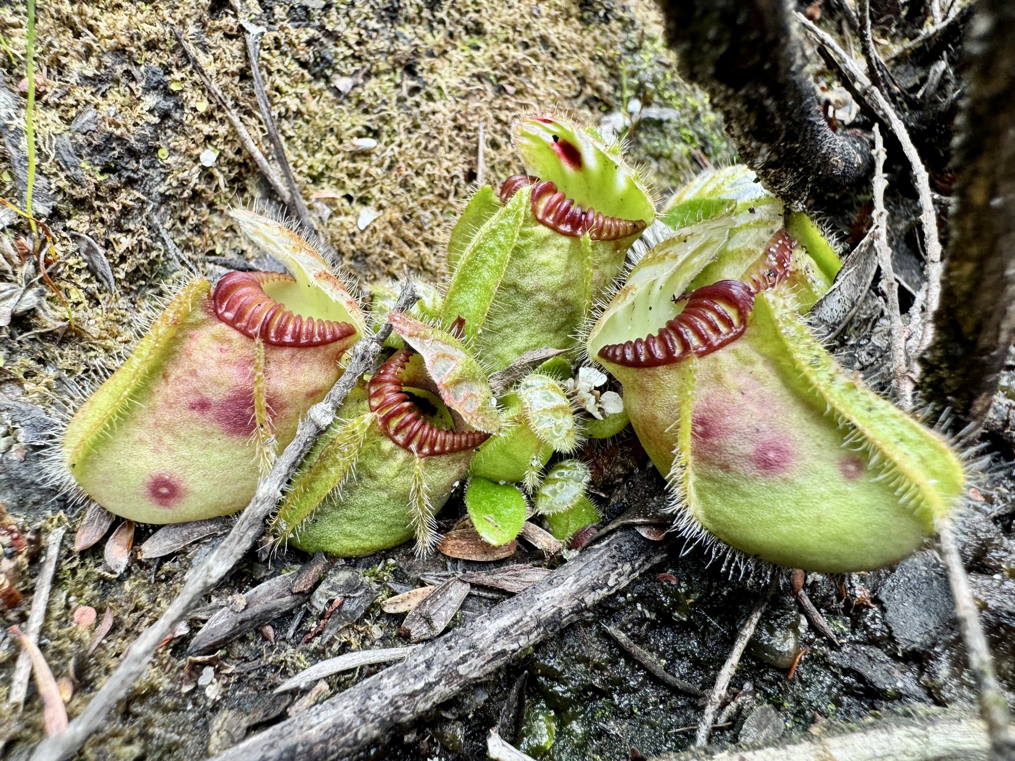 Imagem de Planta-carnívora-australiana