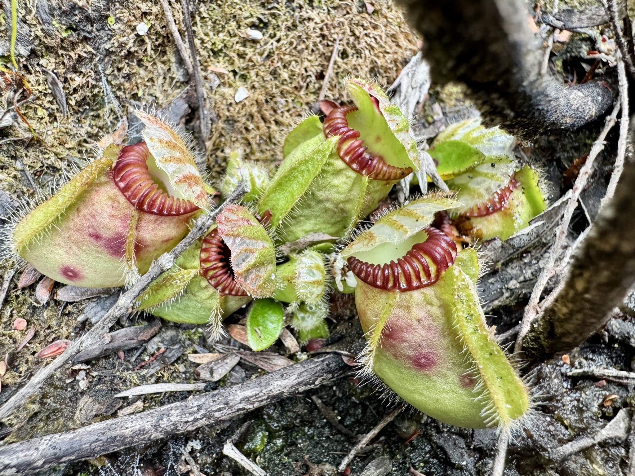 Imagem de Planta-carnívora-australiana