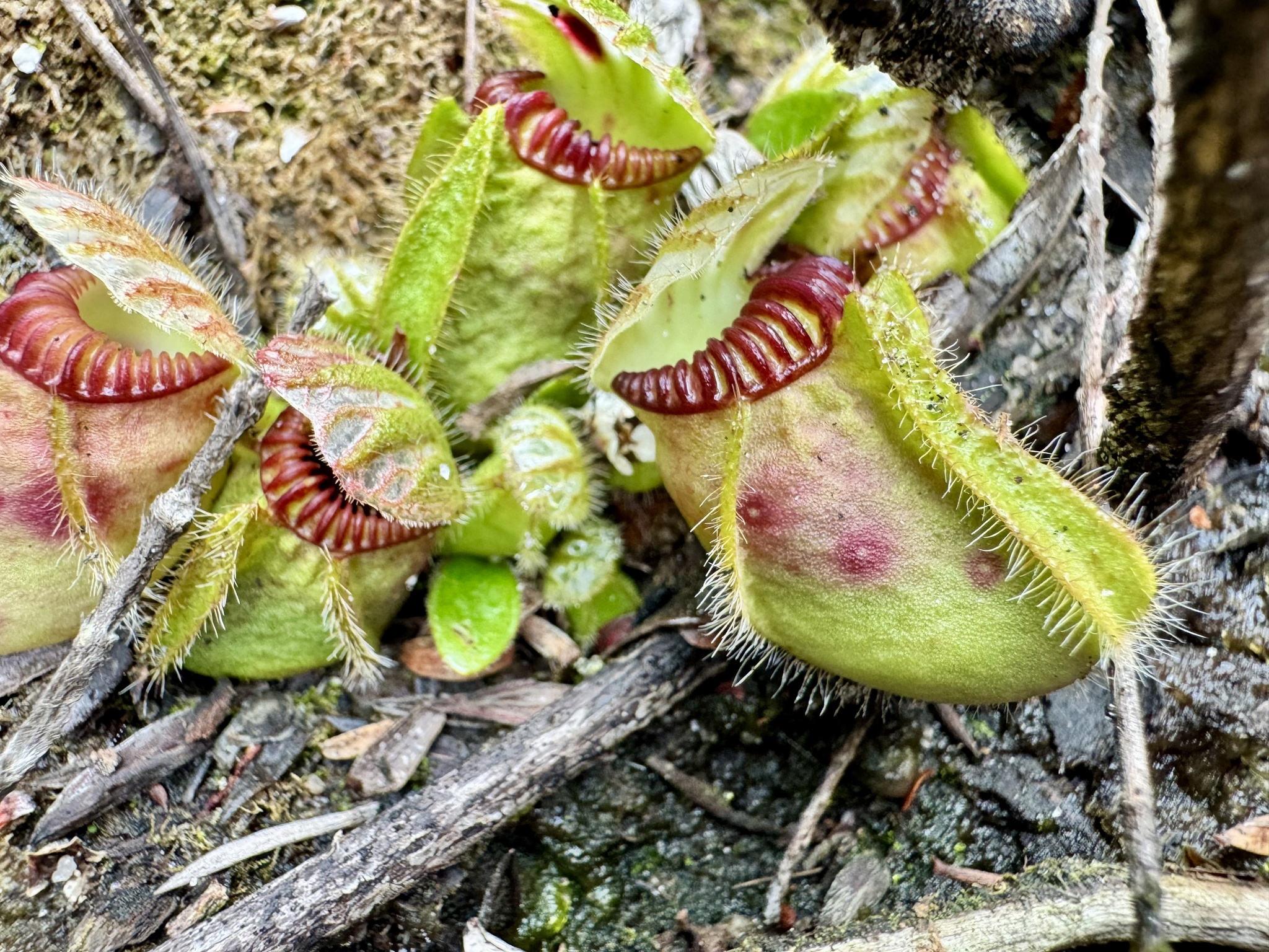 Imagem de Planta-carnívora-australiana