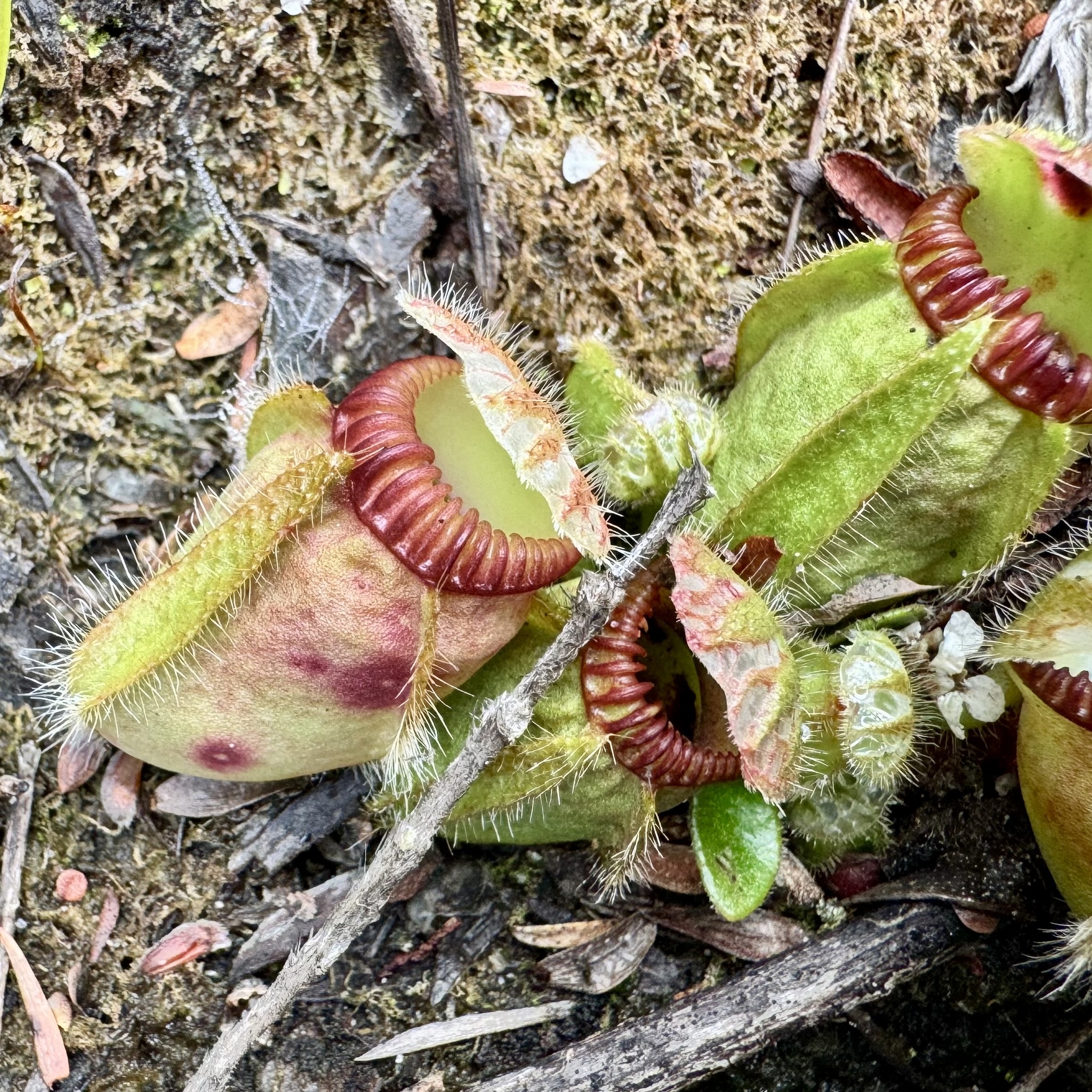 Imagem de Planta-carnívora-australiana