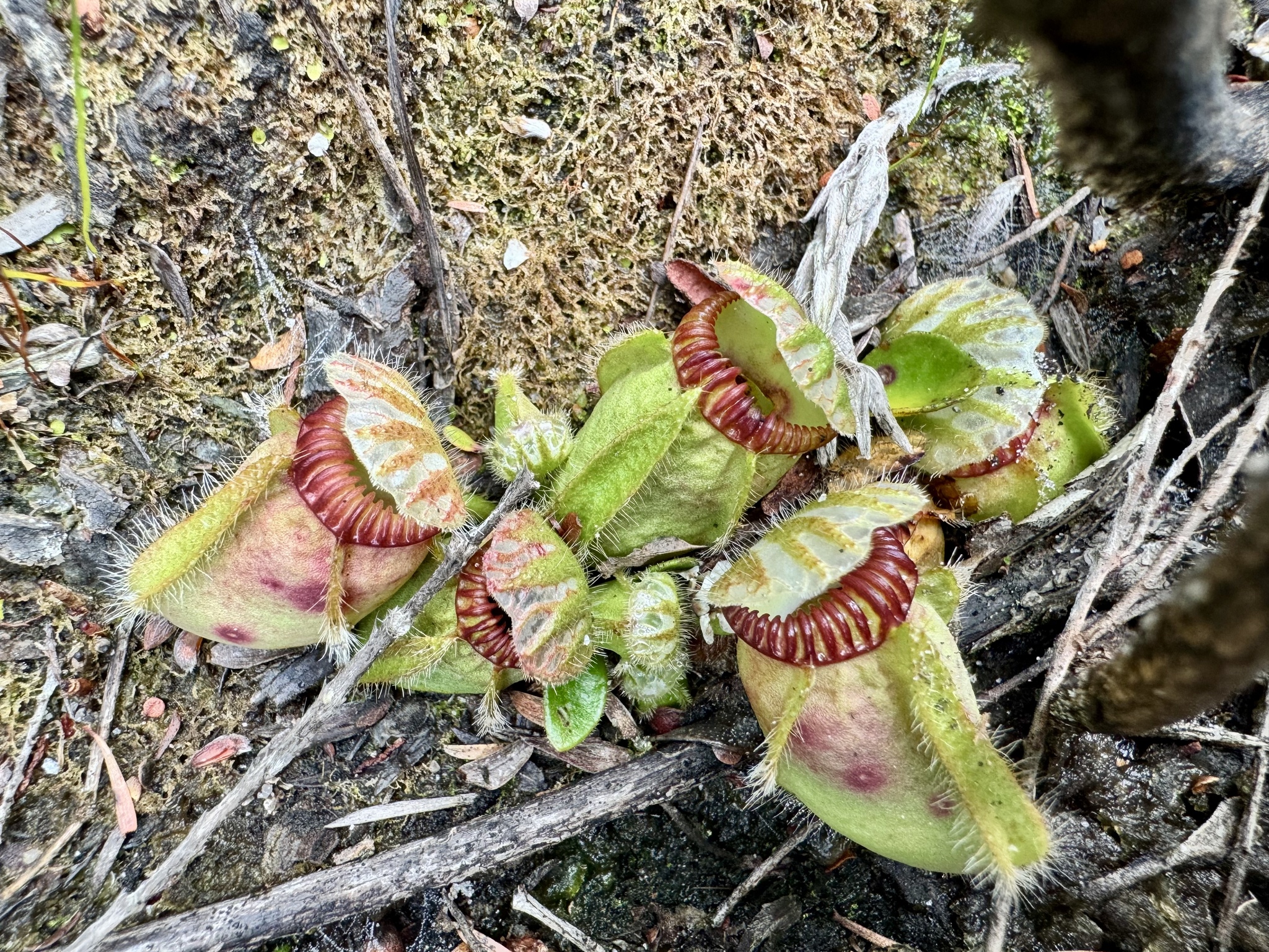 Imagem de Planta-carnívora-australiana