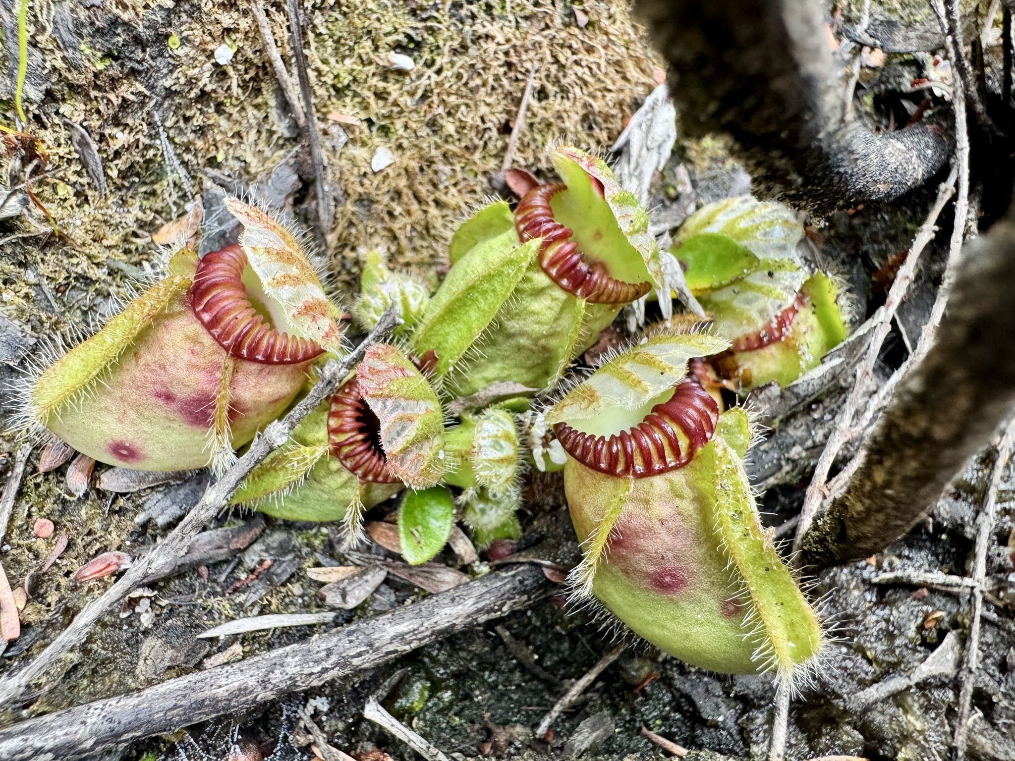 Imagem de Planta-carnívora-australiana