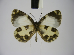 Falcuna kasai