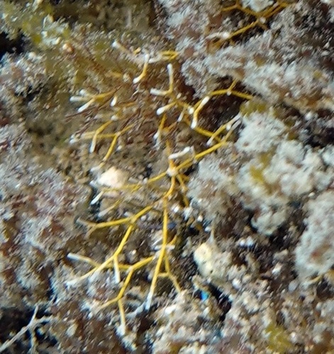 Amphiroa fragilissima observed 2025-04-28