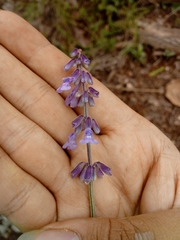 Salvia helianthemifolia