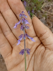 Salvia helianthemifolia
