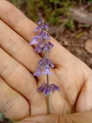 Salvia helianthemifolia