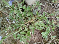 Salvia helianthemifolia